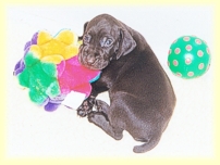 Pup napping with toys.