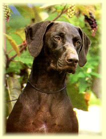 Ch. Riverside's Mocha Von Shomberg