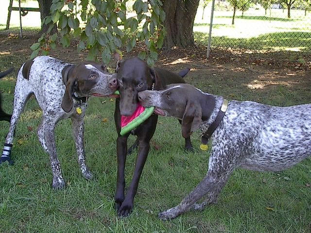 Tug O War. joins in a tug-o-war with