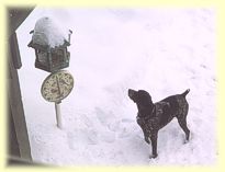 Pointing the birds at the feeder