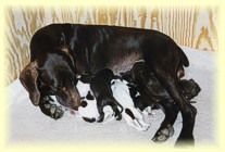 Feather with pups