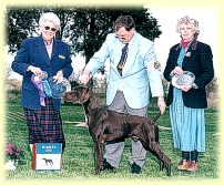 Marco, Winners Dog at Mason Dixon GSP Specialty.