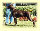 Marco at the GSPCA Nationl Specialty in 1997