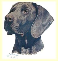 Ch. Canning's Re-Evaluation, "Dax"