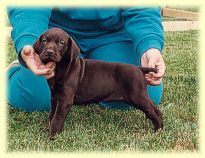 Ch. Riverside's Mocha Von Shomberg