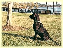 Skye at the park.