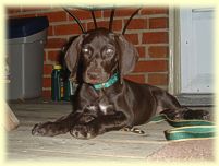 Sadie, at 8 weeks, on the deck