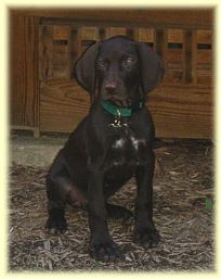 Sadie sitting pretty