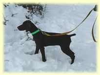 Sadie in the snow