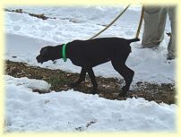 Sadie checkin' out the snow