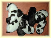 Pups at 5 days old.