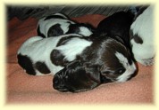 Pups at 5 days old.