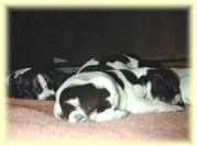 Pups at 5 days old.