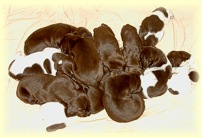 Puppy Pile