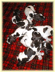 Magnum/Summer litter 2003