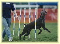 Polo during Agility Trials at Blue Ridge