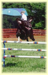 Polo at an earlier agility event.