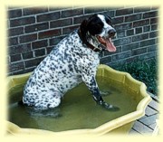 Pooh in the pool