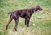 Sable