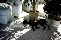 Sable