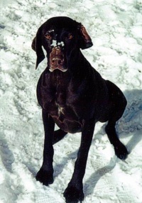 Sable