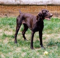 Sable