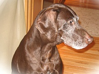Sable