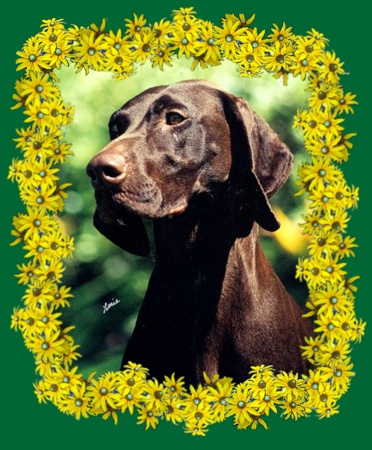 Sable