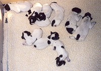 Monroe Pups