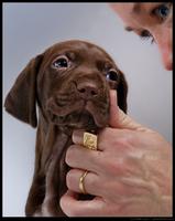 Maggie and Palmer puppy