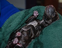 New Born Puppy