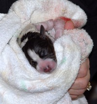 New Born Puppy