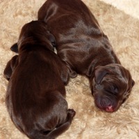 Napping New Borns