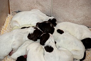 Monroe and Shain's New Born Puppies