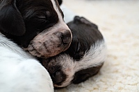 Puppy Pile