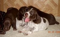 Cortina and pups April 28, 2009