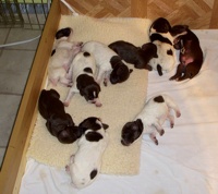 Cortina's 1 week old pups