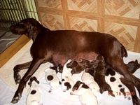 Cortina nursing 1 week old puppies