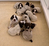 Shomberg's Royal Litter -- Lily / Sparks 2011