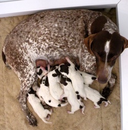 Shomberg's Royal Litter -- Lily / Sparks 2011