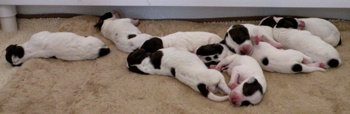 Shomberg's Royal Litter -- Lily / Sparks 2011