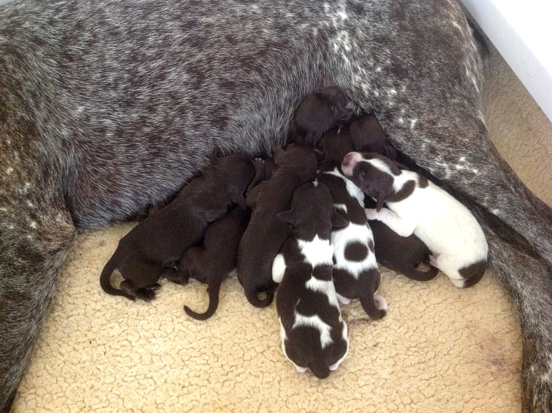 newborn german shorthaired pointer puppies