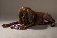 Snickers