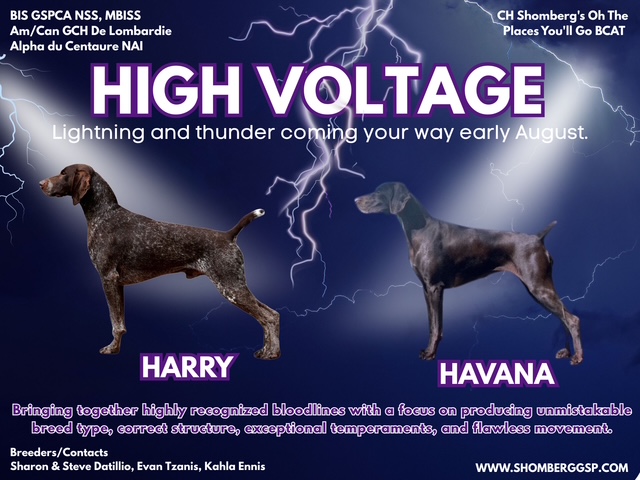 Shomberg High Voltage Litter 2025